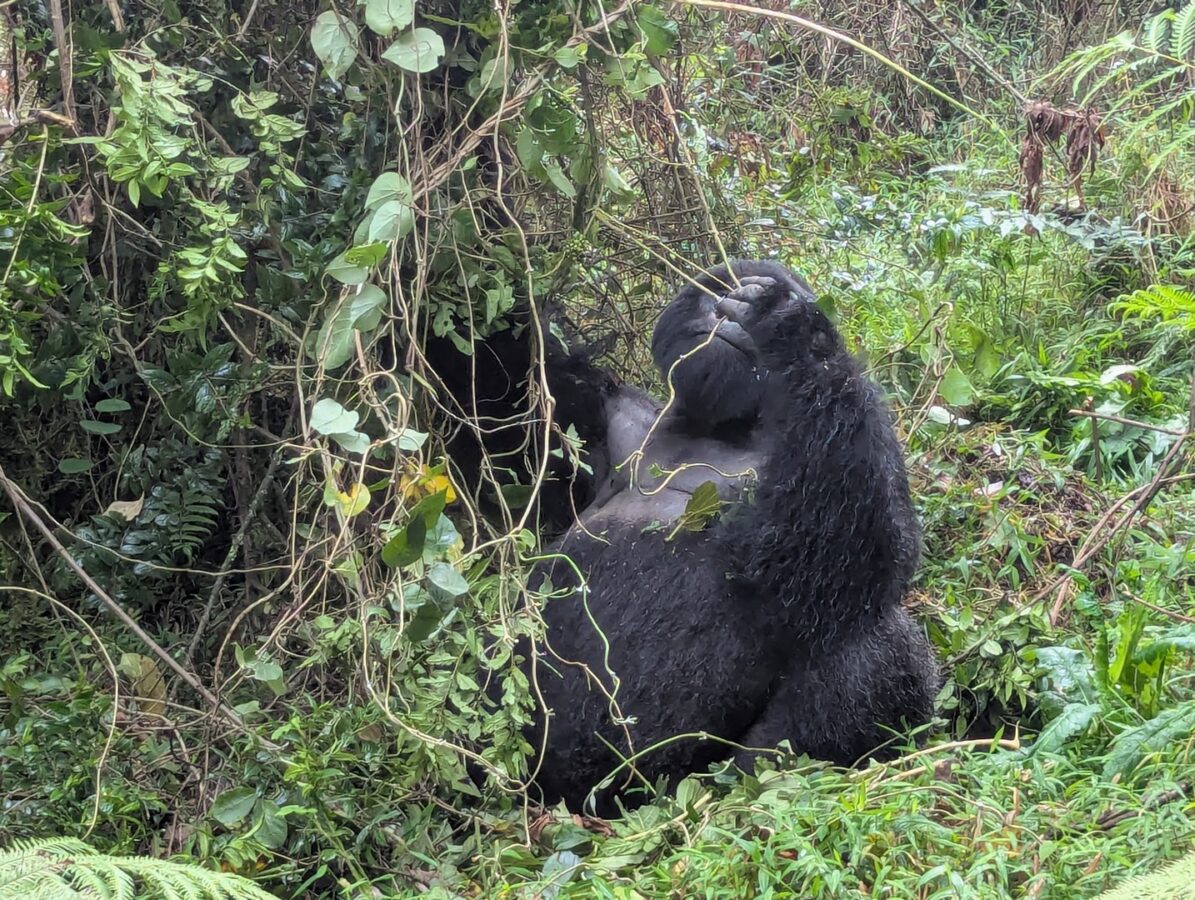 Gorilla Trekking & Zanzibar Holiday