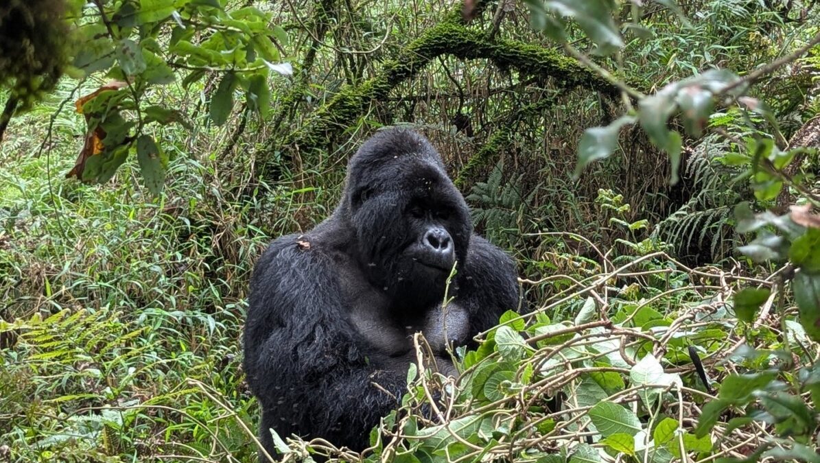 Uganda Gorilla Tracking Safari