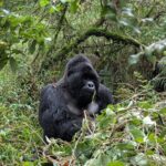 Uganda Gorilla Tracking Safari