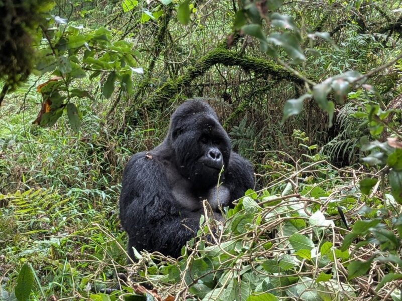 Uganda Gorilla Tracking Safari