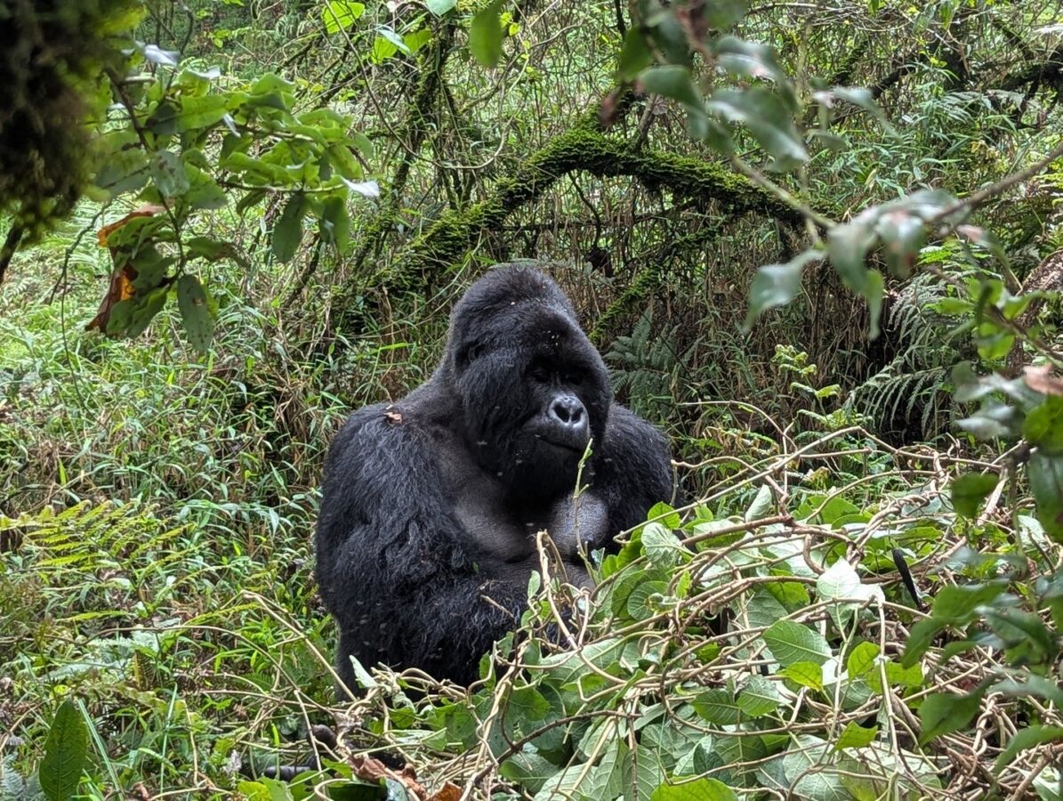 4 Days Uganda Double Gorilla Trekking Safari