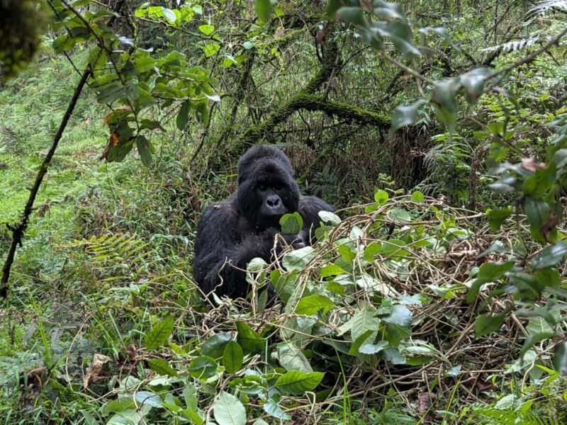1-Hour Gorilla Tracking Safari
