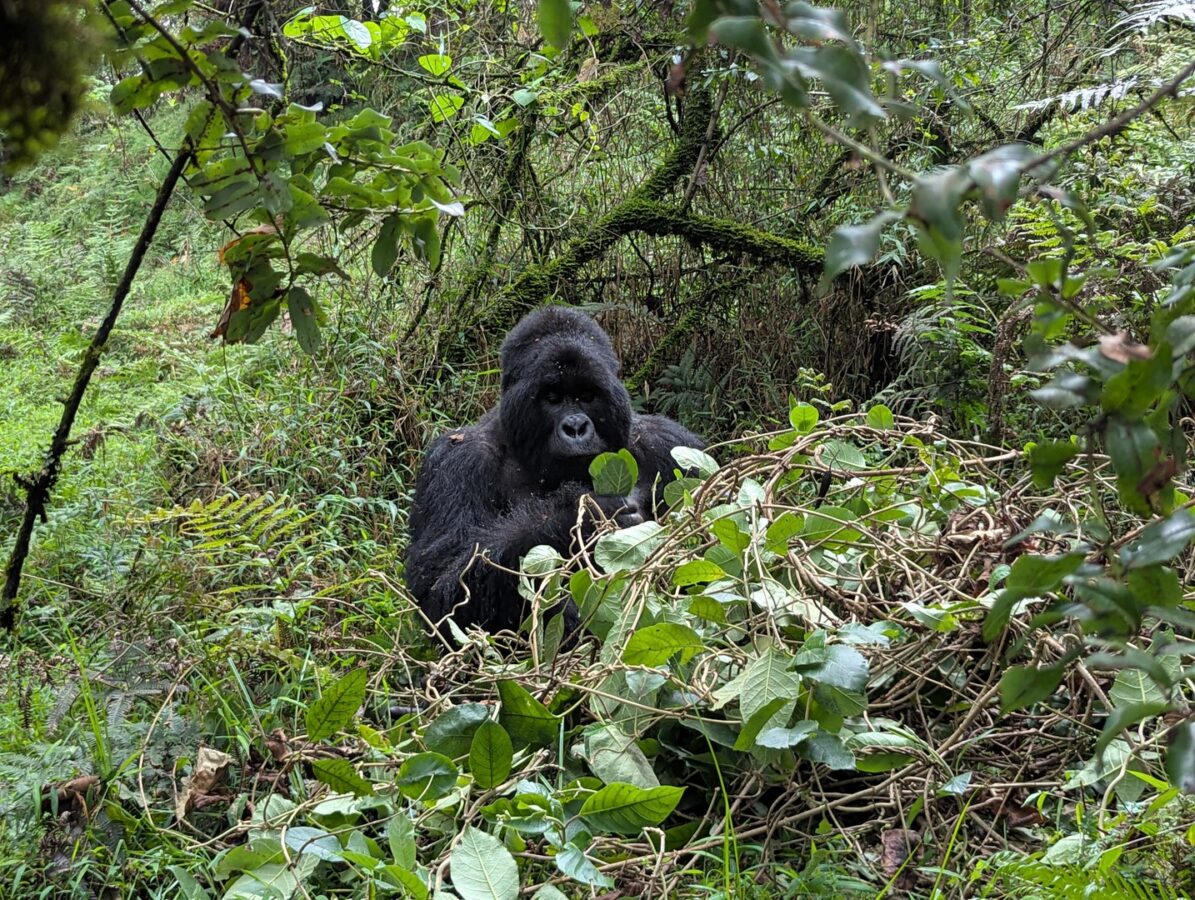 1-Hour Gorilla Tracking Safari
