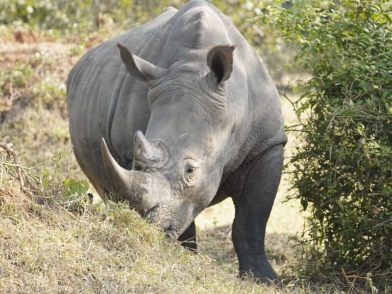 8-Days Kenya and Tanzania Big Five Safari