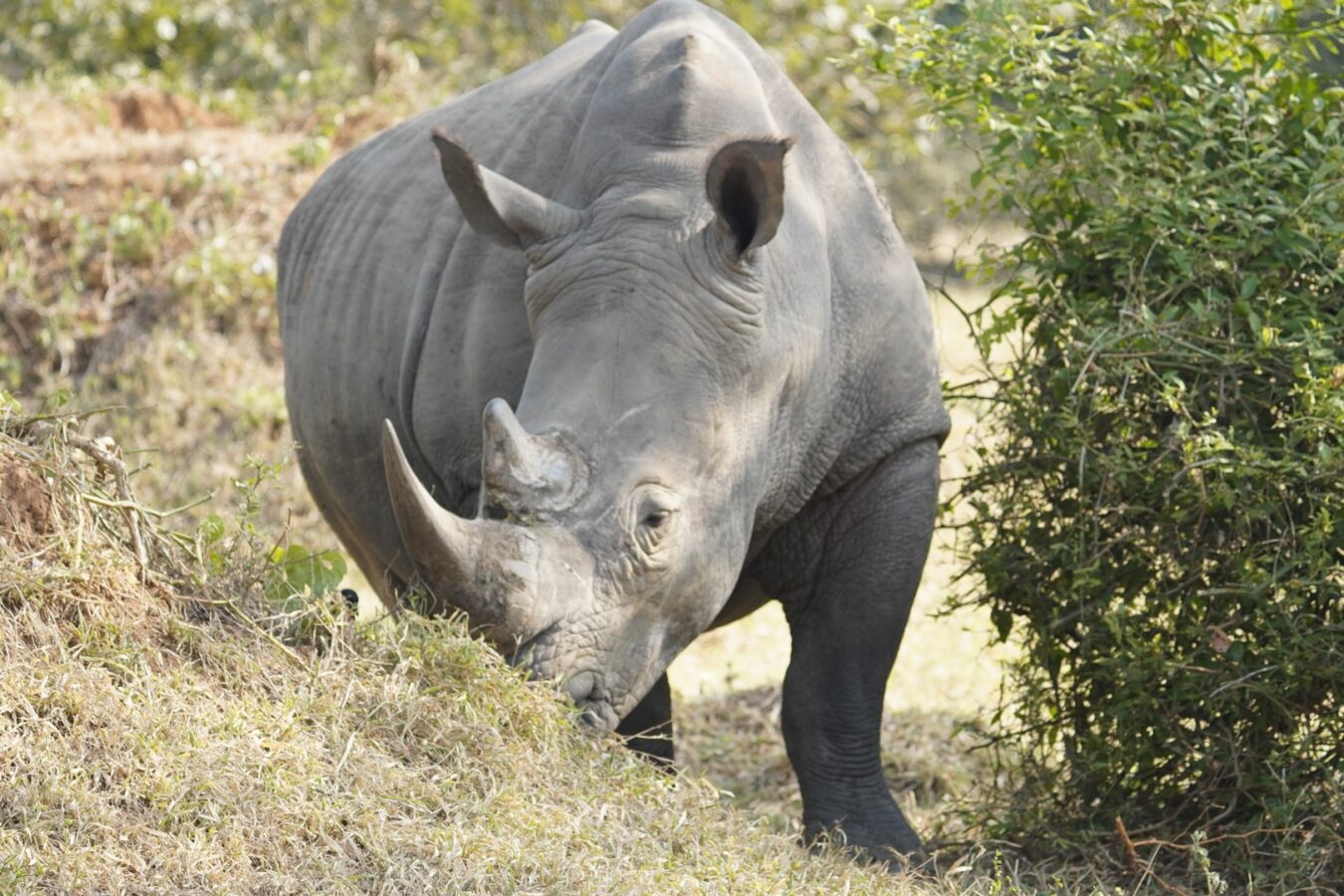 16- Day Kenya and Tanzania Family Safari
