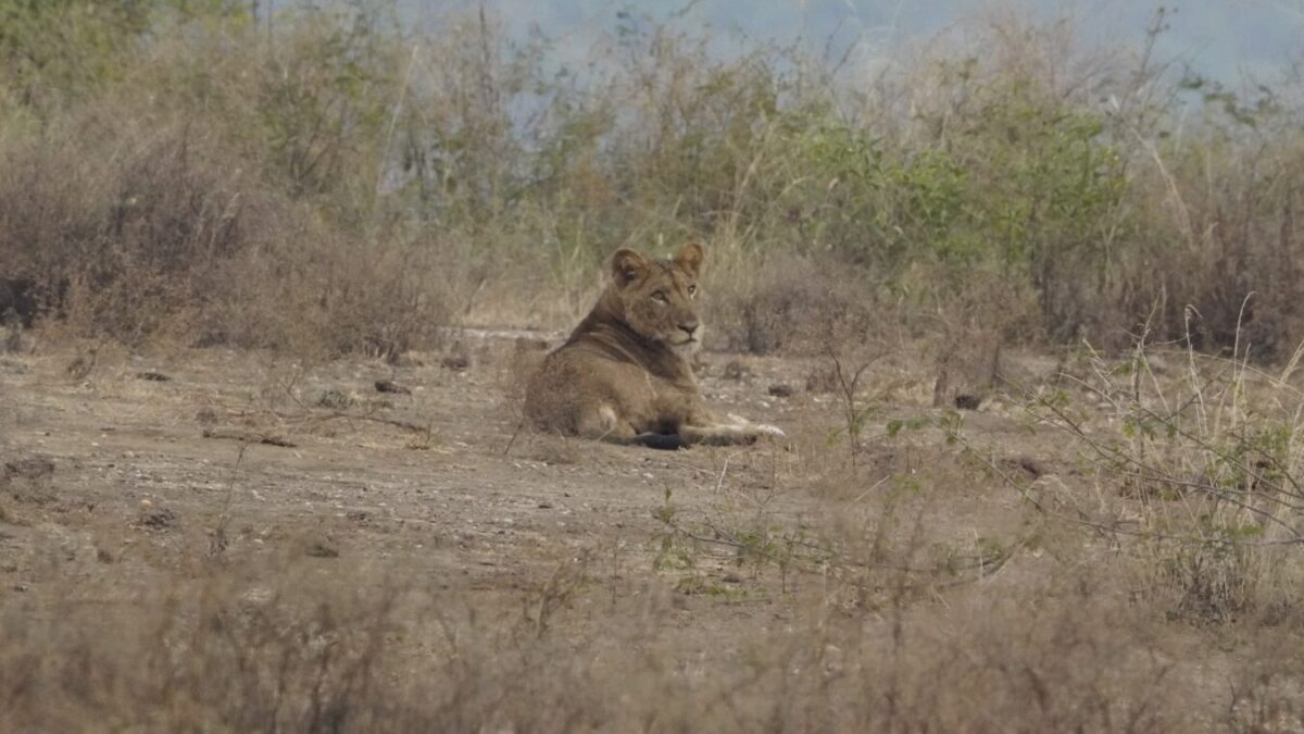 How Much Does a 7-Day Safari Cost in Tanzania