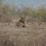 How Much Does a 7-Day Safari Cost in Tanzania