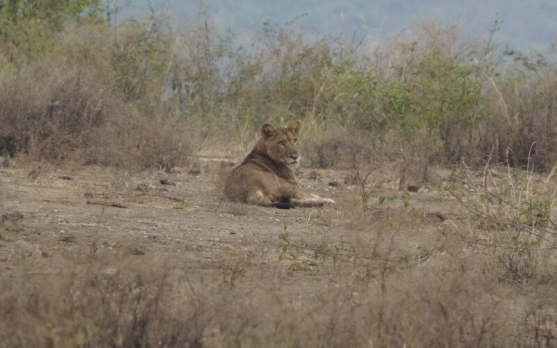 How Much Does a 7-Day Safari Cost in Tanzania