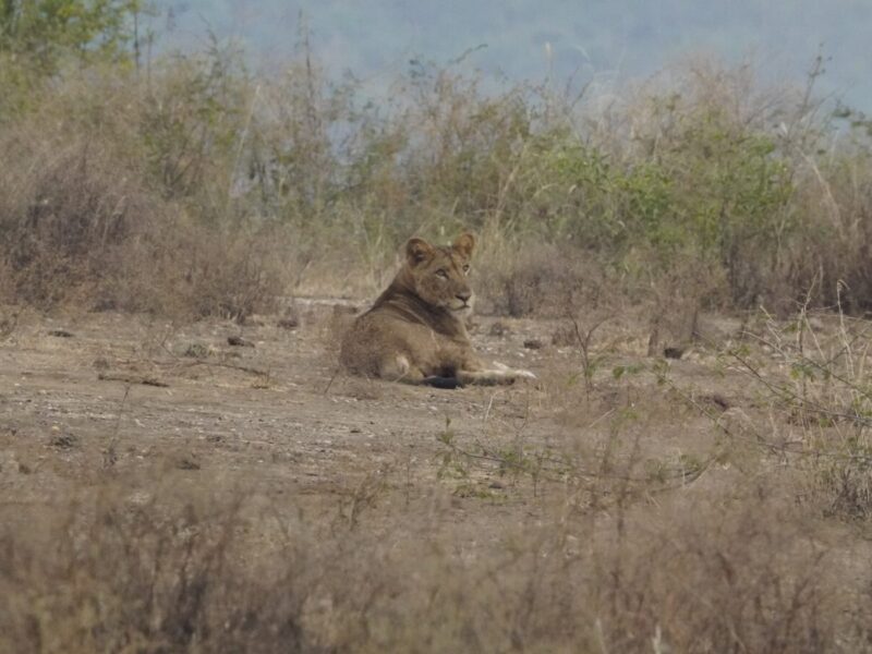 How Much Does a 7-Day Safari Cost in Tanzania