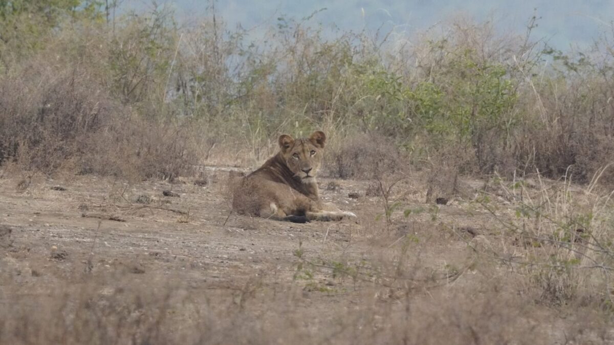 Tanzania Big Five Safari
