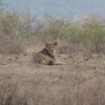 Tanzania Big Five Safari