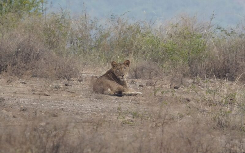 Tanzania Big Five Safari