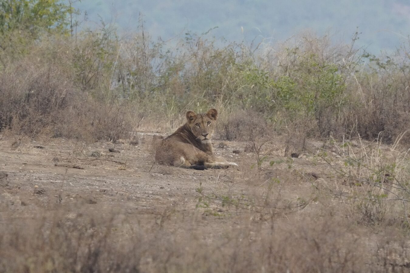 Tanzania Camping Safaris
