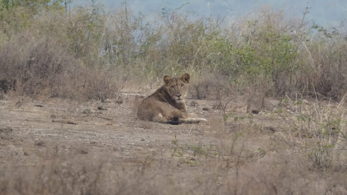 Kenya and Tanzania Group Safari