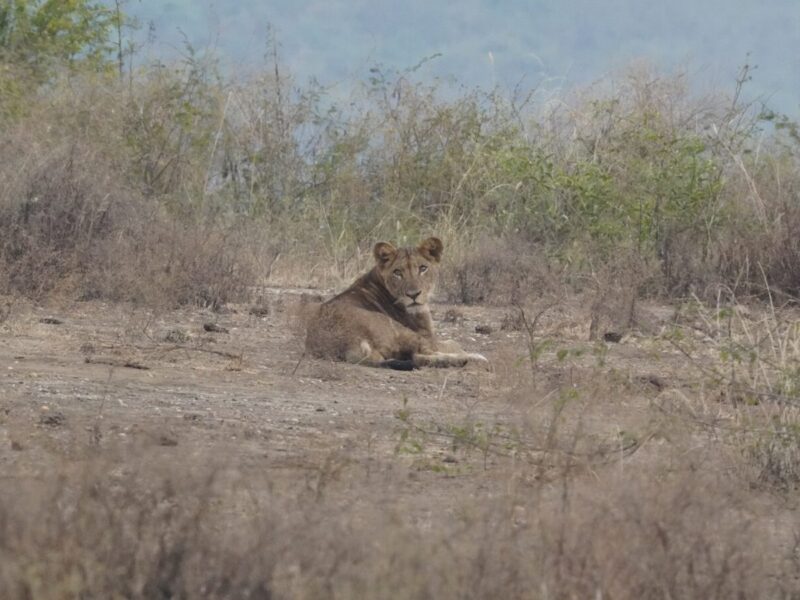 Kenya and Tanzania Group Safari