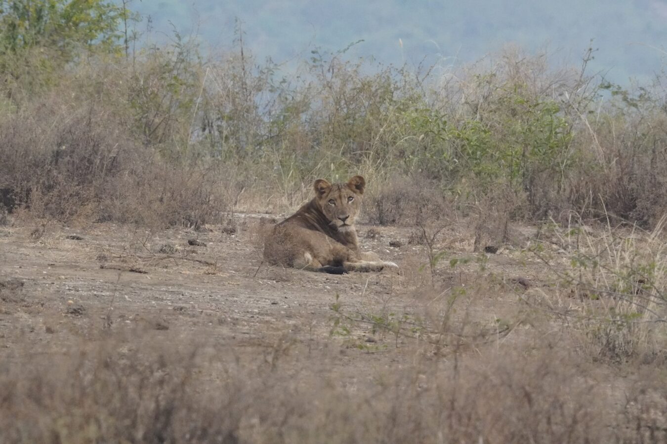 Tanzania Safari Booking Deals