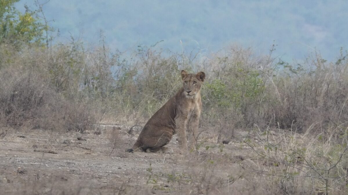 8 Days Kenya Tanzania Safari