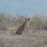 8 Days Kenya Tanzania Safari