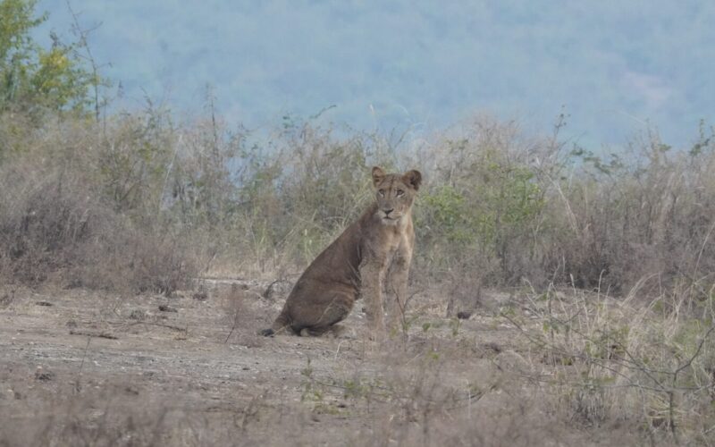 8 Days Kenya Tanzania Safari