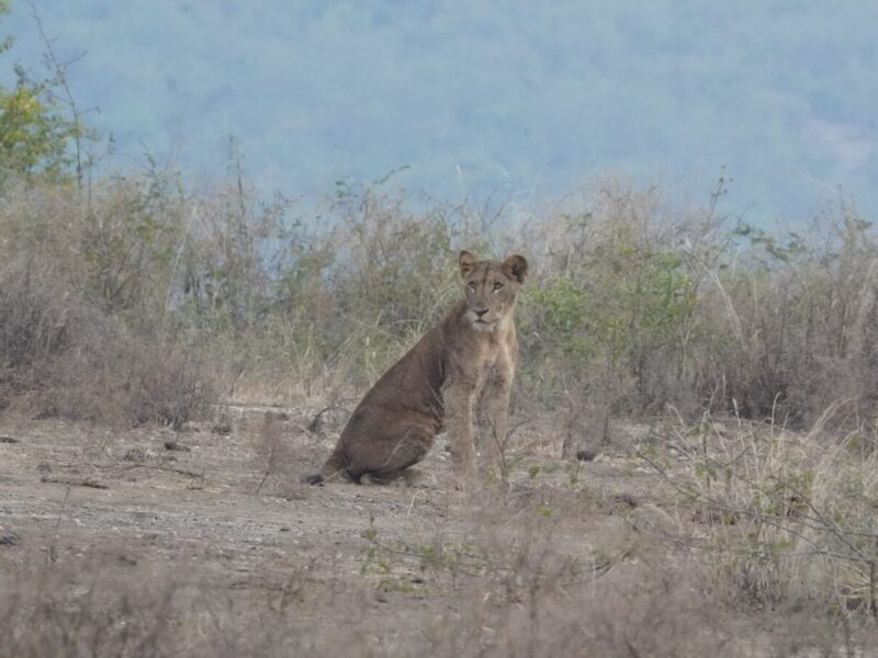 8 Days Kenya Tanzania Safari