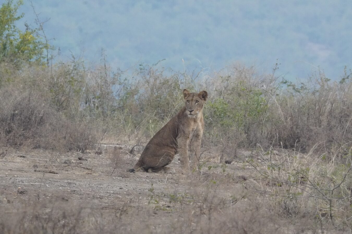 16- Day Kenya and Tanzania Family Safari