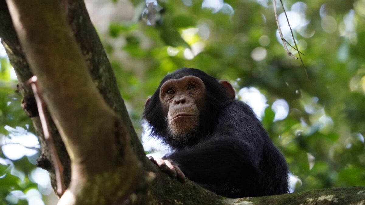 Rwanda Mid-Range Safari