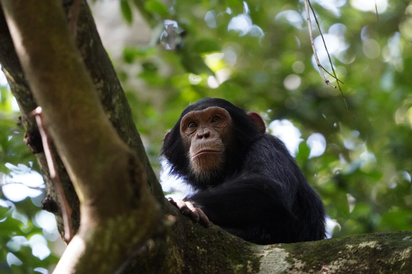 Rwanda Mid-Range Safari