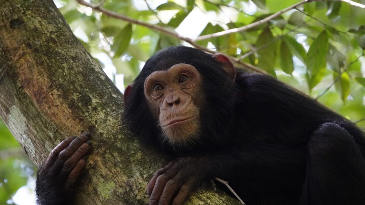 Big Five and Chimpanzee Tracking