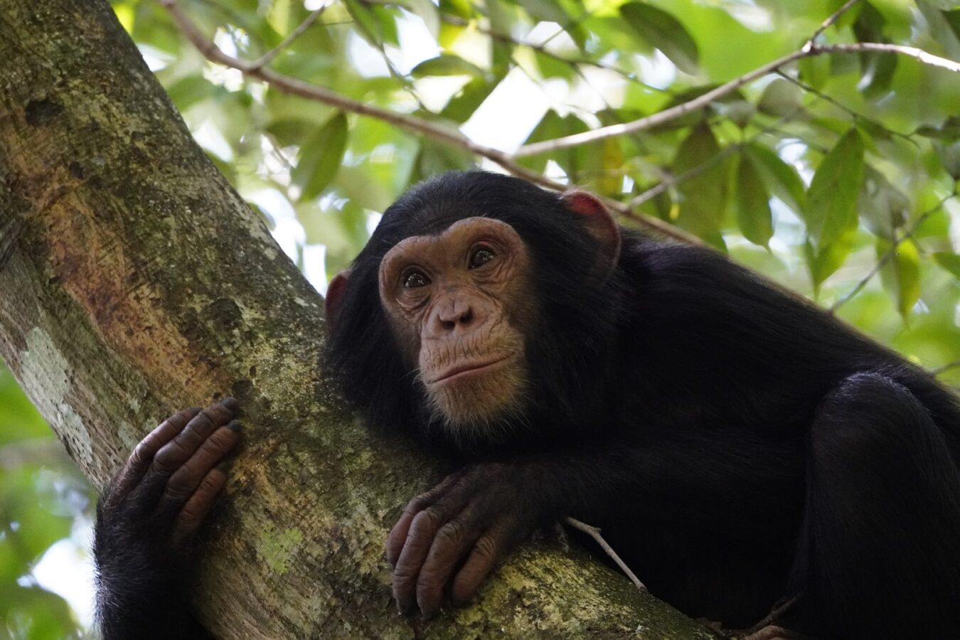 Big Five and Chimpanzee Tracking