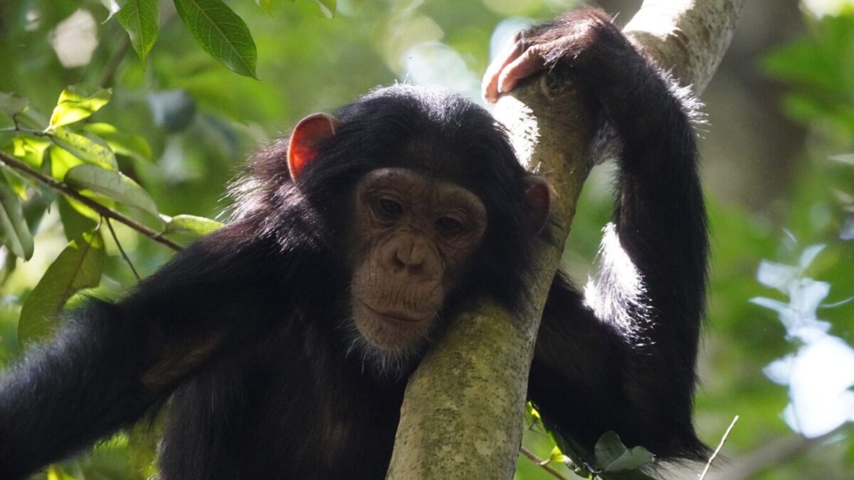 Chimpanzee Tracking in Kibale