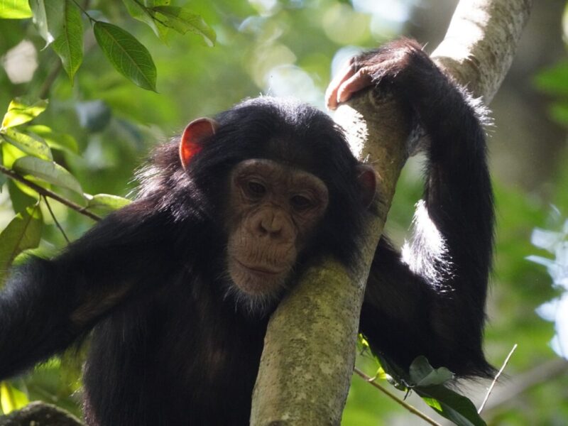 Chimpanzee Tracking in Kibale Chimpanzee Tracking in Kibale