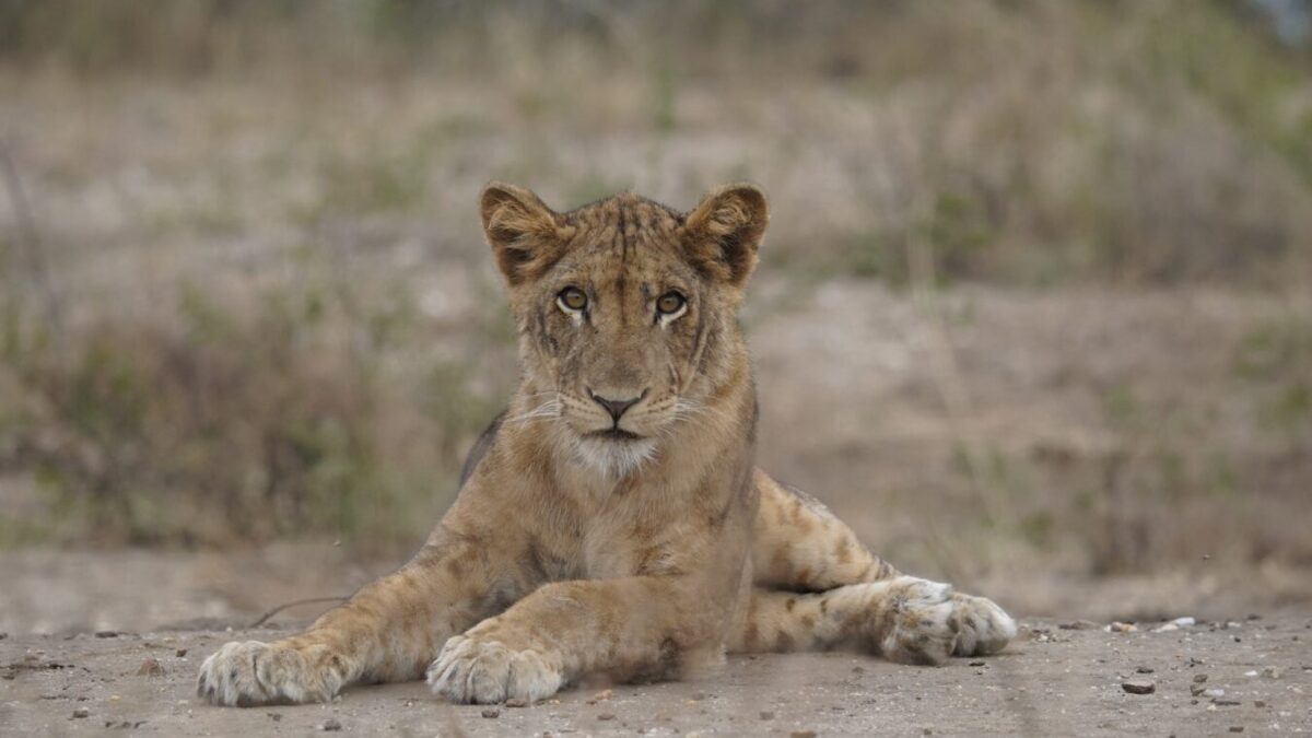 8-Day Kenya and Tanzania Safari