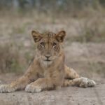 8-Day Kenya and Tanzania Safari