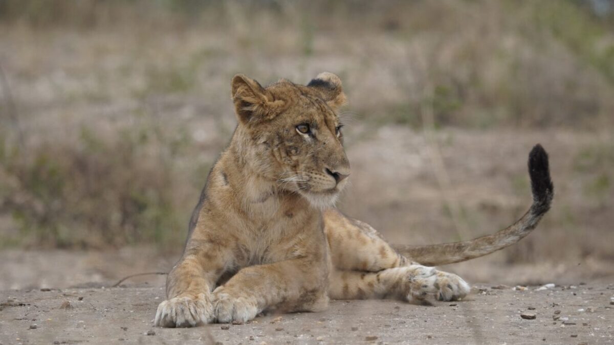 Luxury Uganda Kenya & Tanzania Safari