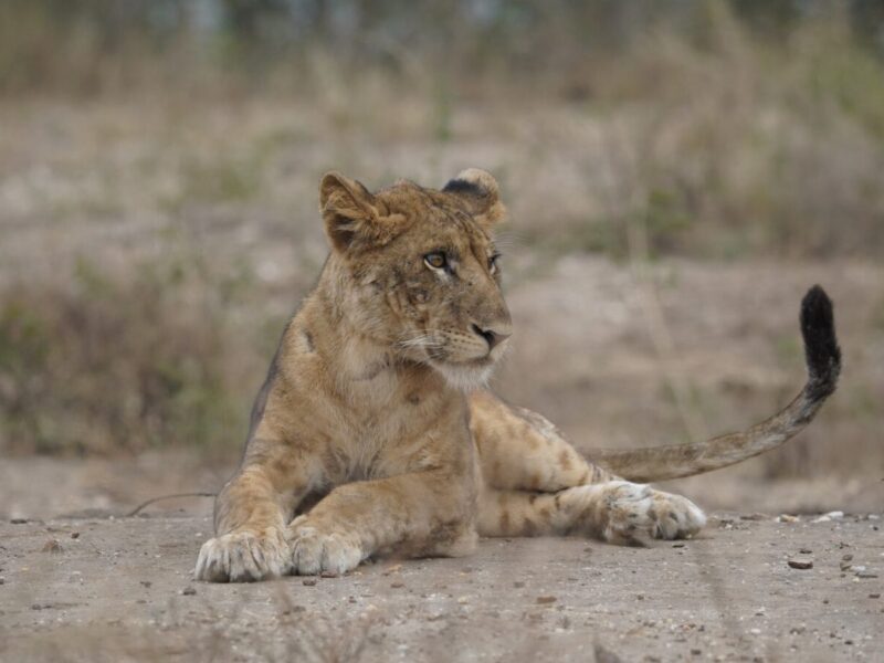 Luxury Uganda Kenya & Tanzania Safari Luxury Uganda Kenya & Tanzania Safari