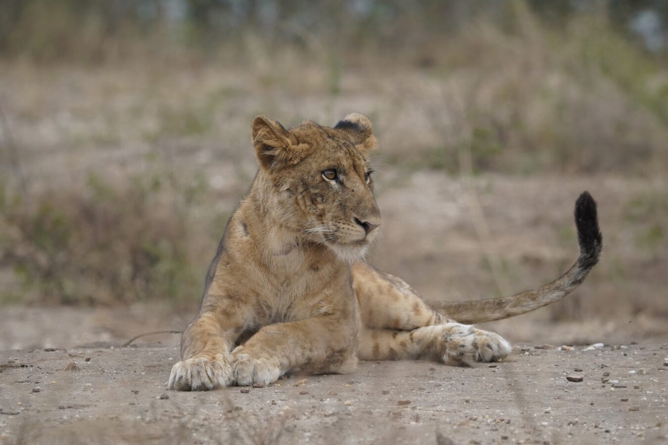 Kenya Safari and Rwanda Chimpanzee Tracking