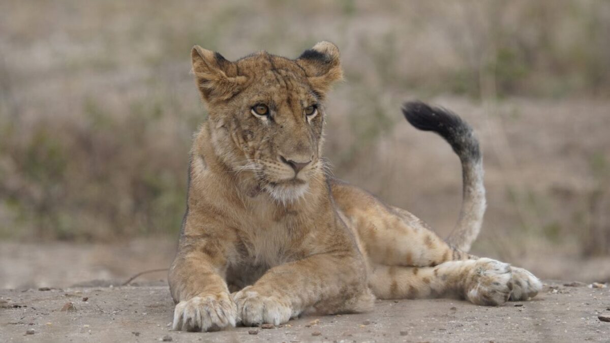 14-day Kenya Tanzania safari