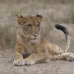 14-day Kenya Tanzania safari