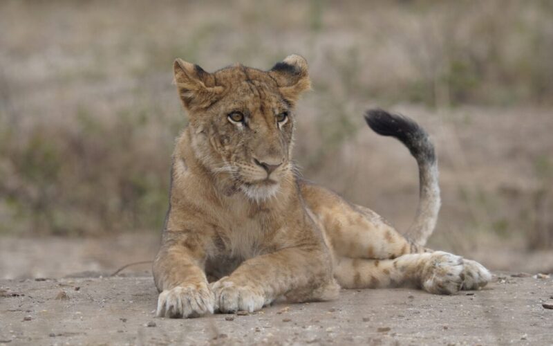 14-day Kenya Tanzania safari