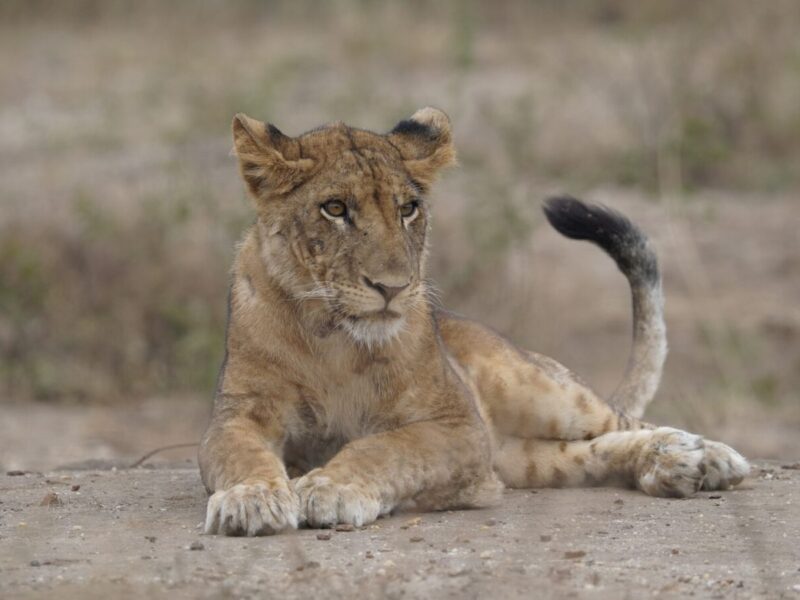 14-day Kenya Tanzania safari