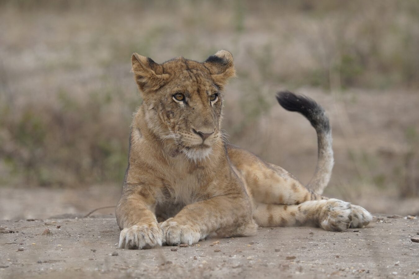 14-day Kenya Tanzania safari