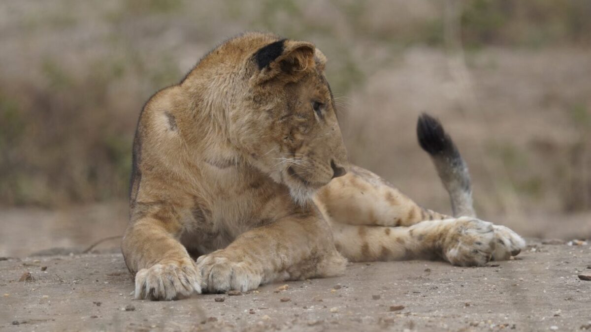 Rwanda Kenya Tanzania & Zanzibar Safari