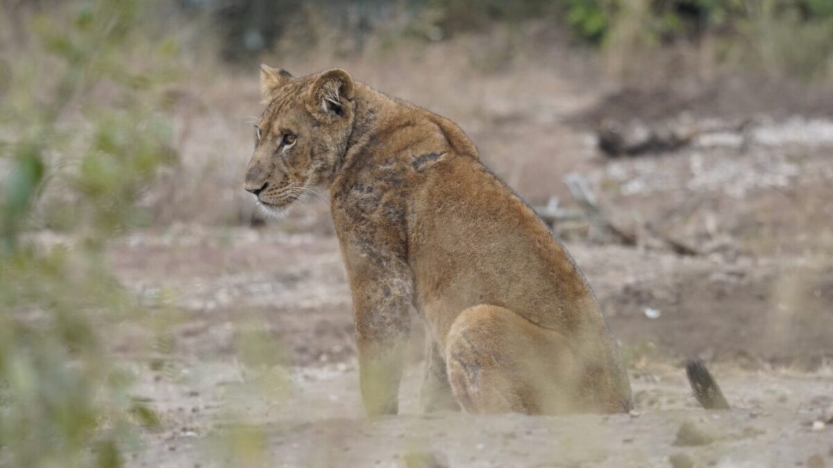 15 Days Uganda Kenya and Tanzania Safari