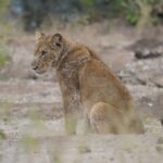 15 Days Uganda Kenya and Tanzania Safari