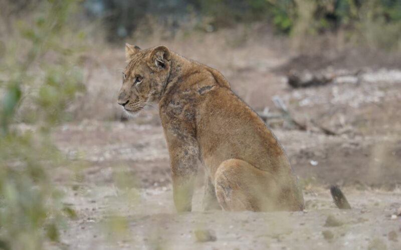 15 Days Uganda Kenya and Tanzania Safari