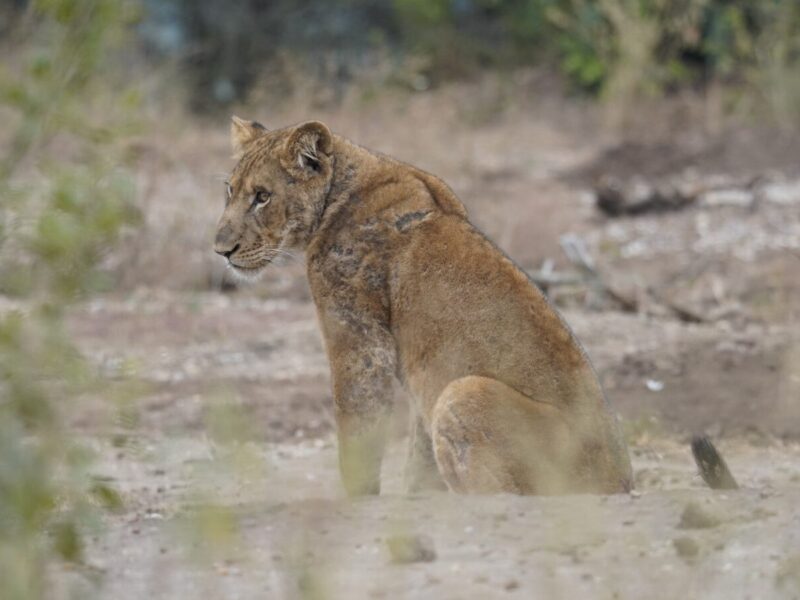 15 Days Uganda Kenya and Tanzania Safari
