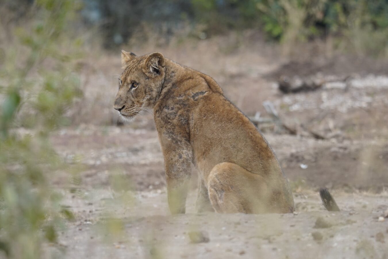 15 Days Uganda Kenya and Tanzania Safari