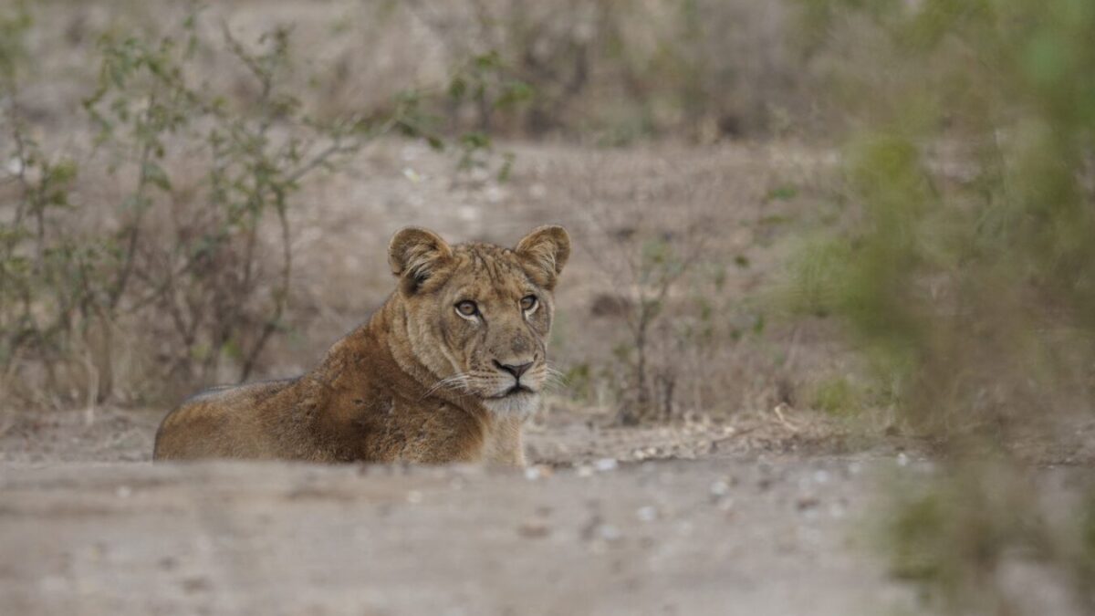 Luxury Kenya Tanzania & Uganda Safari