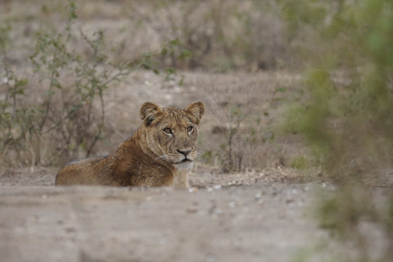 Tanzania Safari and Beach Holidays