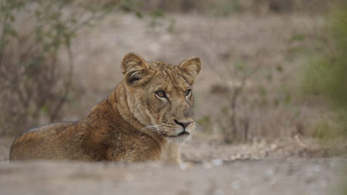 Kenya Tanzania and Rwanda Luxury Safari